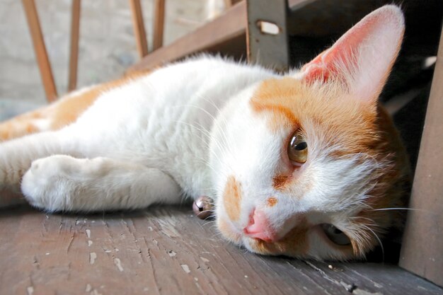 黄色の猫、階段で寝る