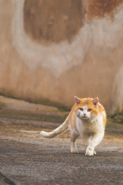 Желтый кот гуляет по парку