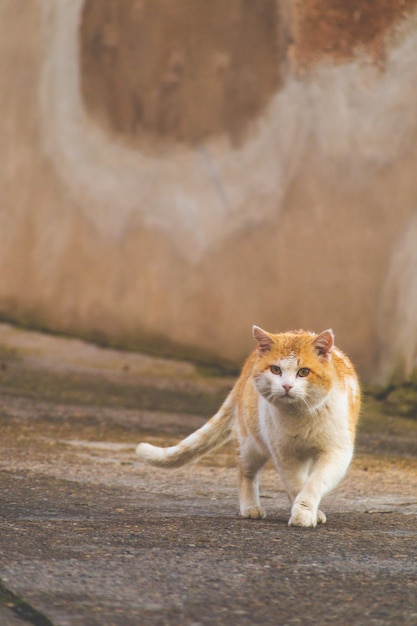 公園を歩く黄色い猫