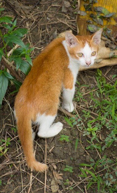 黄色い目の黄色い猫がカメラを見上げる