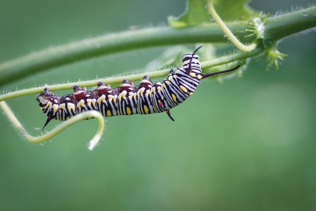 Photo yellow caterpillar on a fennel on a forest plant on a summer day with beautifull bokeh background