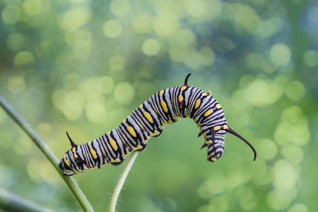 Yellow caterpillar on a fennel on a forest plant on a summer day with beautifull bokeh background