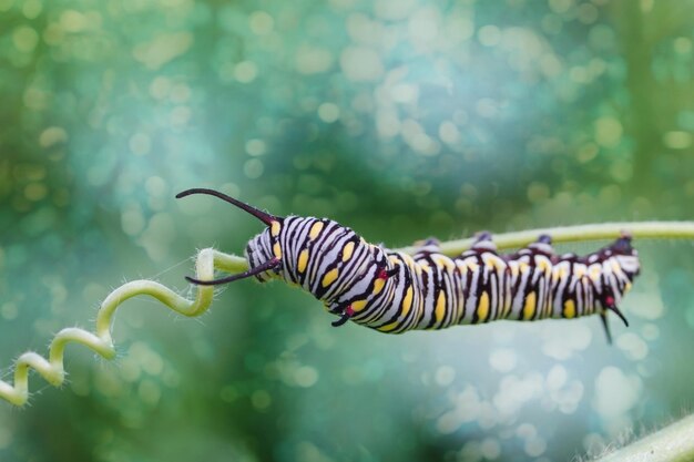 Yellow caterpillar on a fennel on a forest plant on a summer day with beautifull bokeh background