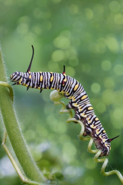 Yellow caterpillar on a fennel on a forest plant on a summer day with beautifull bokeh background