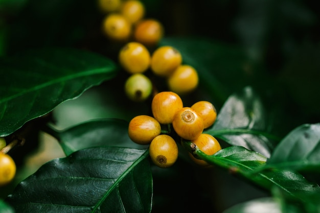 Yellow catimor Coffee beans ripening on tree in North of thailand