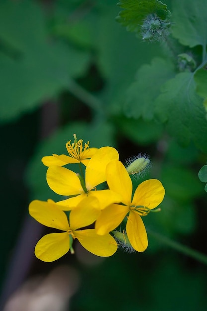 Желтый цветок чистотела макро фото