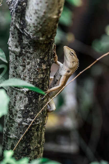 Yellow chameleon on the branches