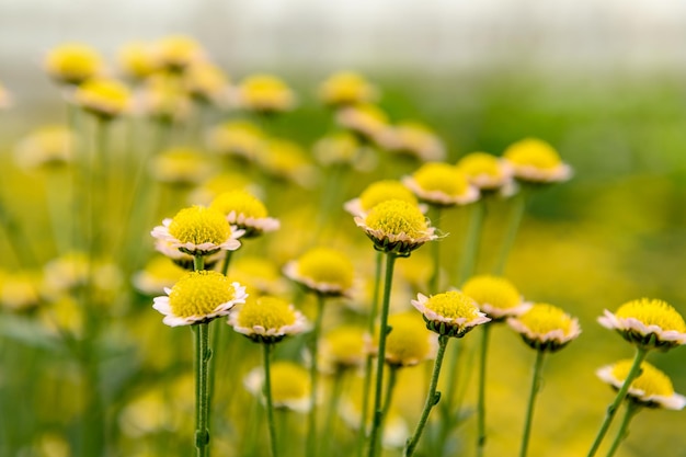 写真 黄色いカモミール薬用植物 コスメティック用途