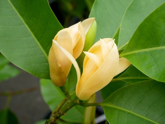 Yellow Champaka or Magnolia Champaca with leaves on branch