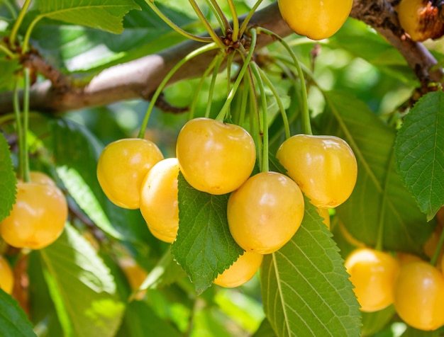 Yellow cherries hanging on a tree. Summer fruits.