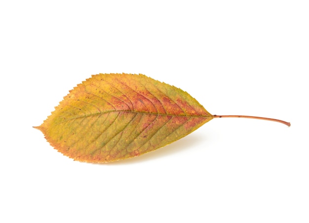 Yellow cherry leaf on a white