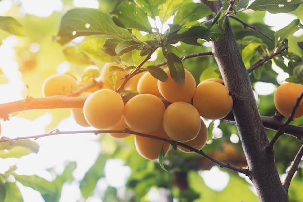 Yellow cherry plums.