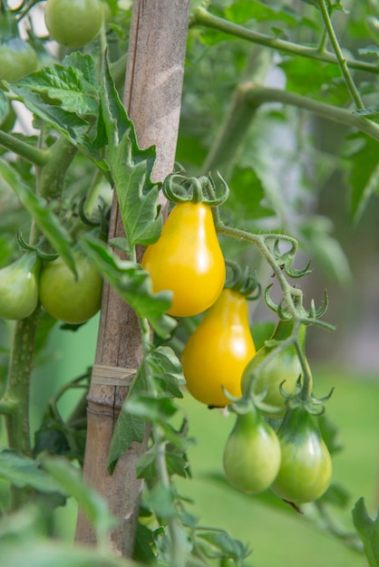 Pomodori di ciliegio gialli che maturano in un giardino di verdure attaccati a un guardiano nel fogliame verde