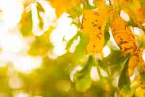 Photo yellow chestnut leaves on tree golden leaves in autumn park yellow leaves on blurred background