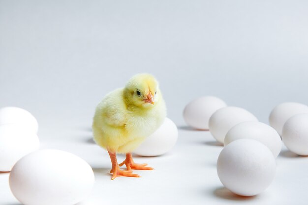 yellow chick and chicken eggs on a white background