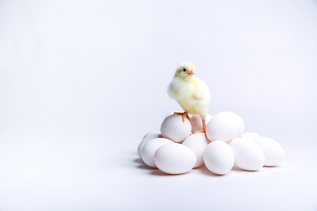 yellow chick and chicken eggs