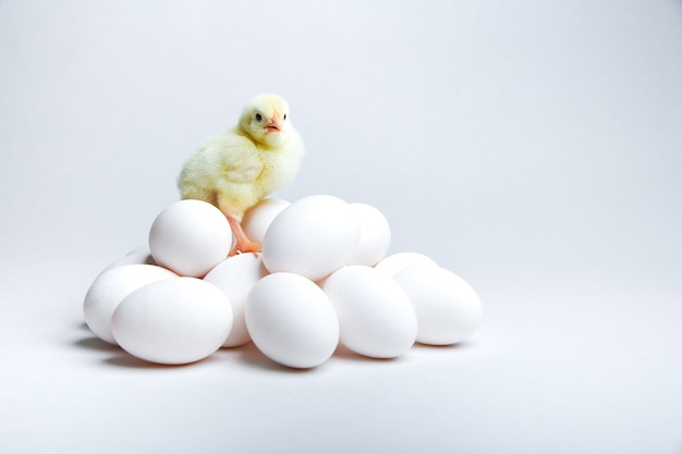 yellow chick and chicken eggs