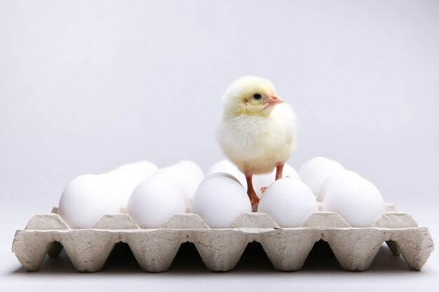 yellow chick and chicken eggs