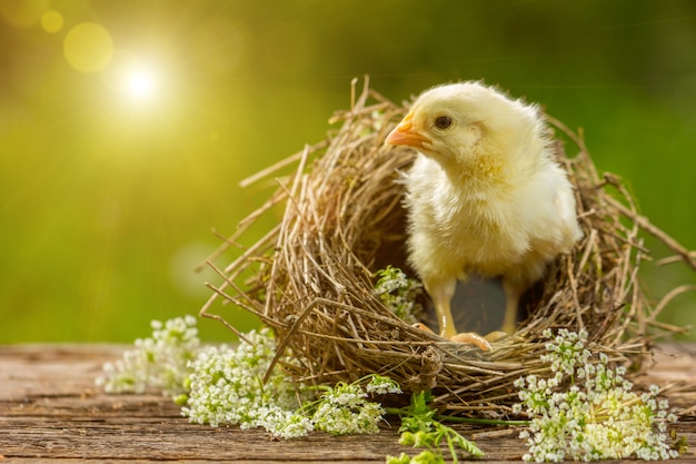 Yellow chick in a nest on a natural background.