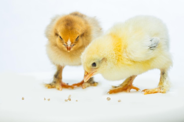 Yellow  chicken on a white background