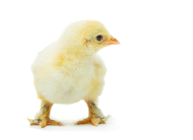 Yellow  chicken on a white background