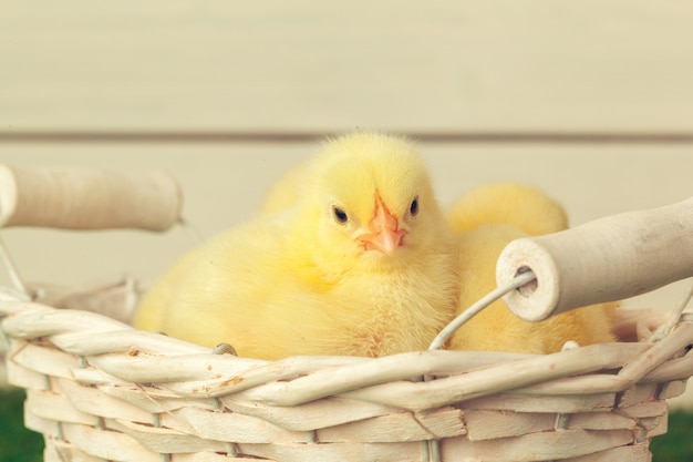 Yellow chickens close up