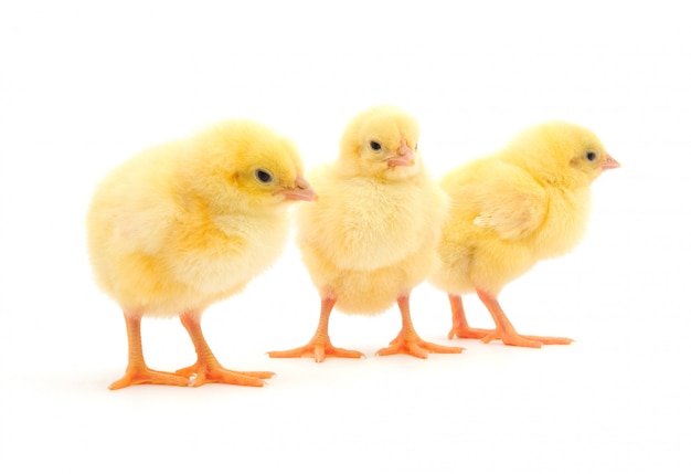 Yellow chickens isolated