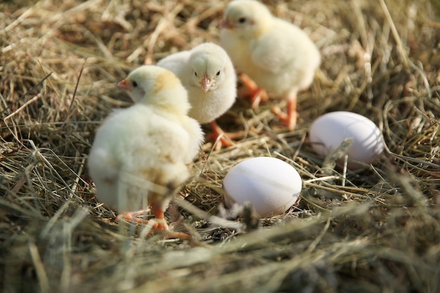 Yellow chicks and eggs in hay