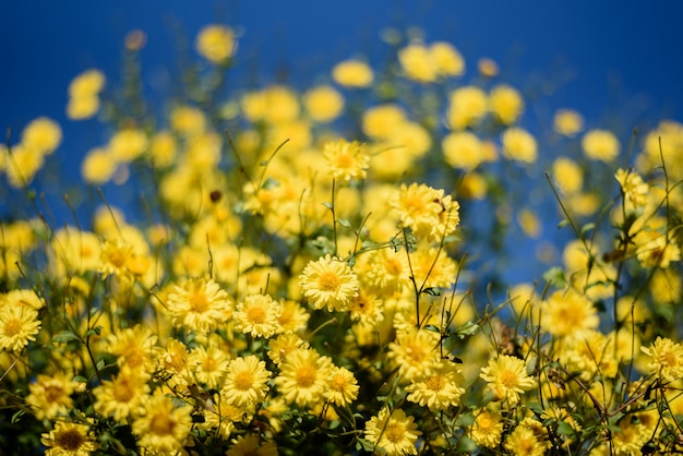 yellow chrysanthemum in blue sky