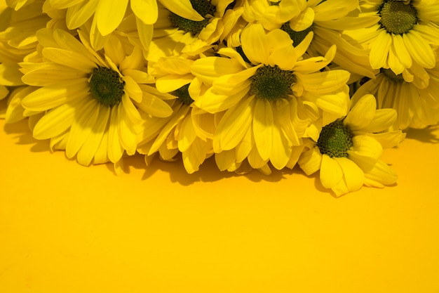 Yellow chrysanthemum bouquet on yellow background Copy space