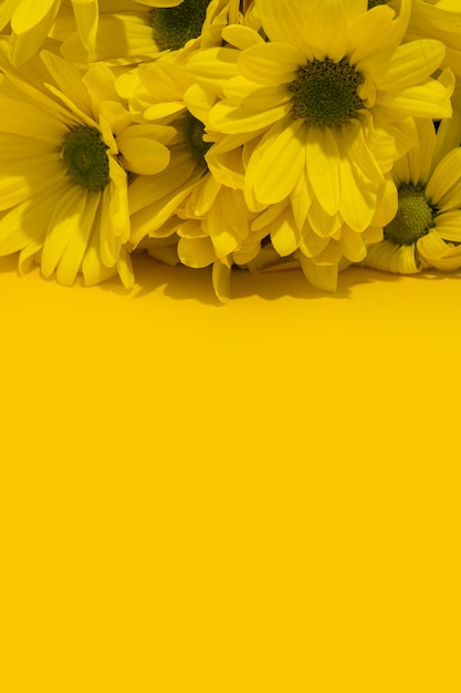 Yellow chrysanthemum bouquet on yellow copyspace