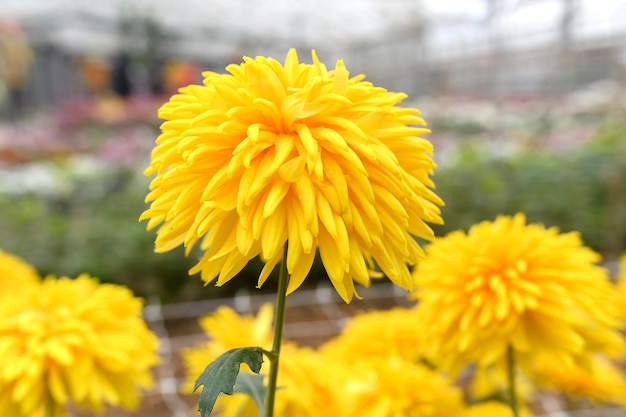 Yellow chrysanthemum closeup in a greenhouse beautiful flower