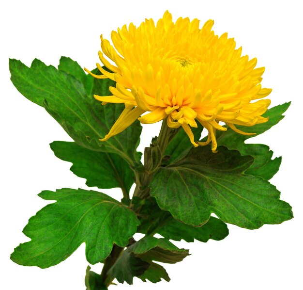 Yellow chrysanthemum flower isolated on white background. Flat, top view