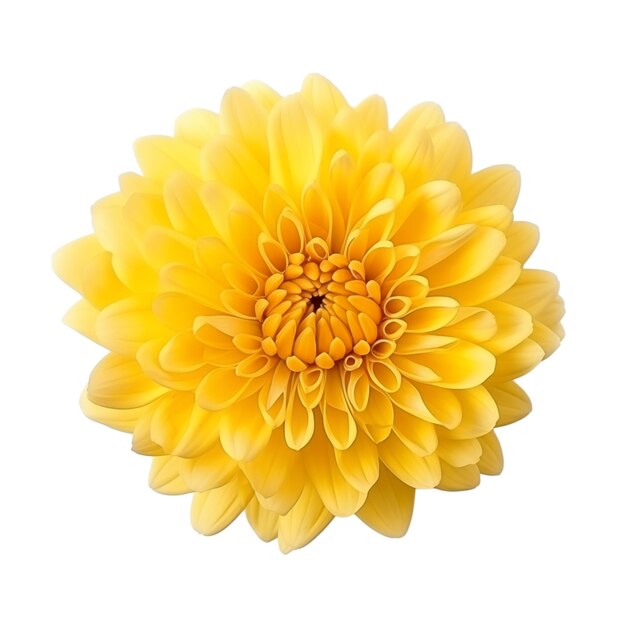 Photo yellow chrysanthemum flower isolated on white background