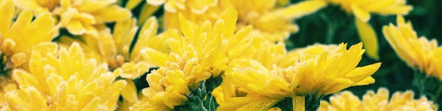 Yellow Chrysanthemum flowers are covered with rime in winter Horizontal banner