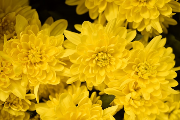 Желтые цветы хризантемы