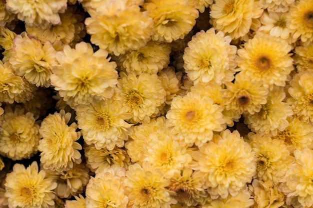 Yellow chrysanthemum flowers in the garden