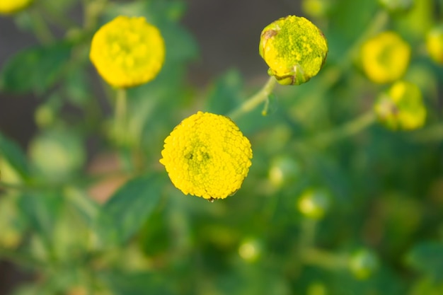 Photo yellow chrysanthemum flowers in the garden