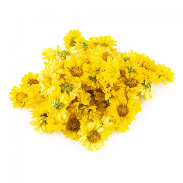 Yellow Chrysanthemum flowers isolated on white background