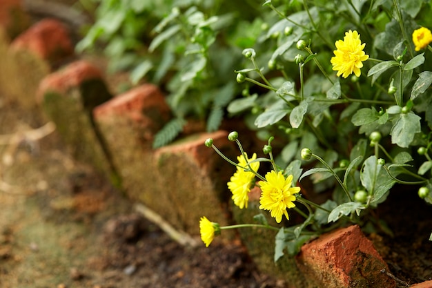 Yellow chrysanthemum in the garden