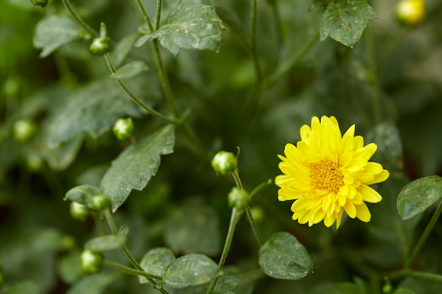 Yellow chrysanthemum in the garden