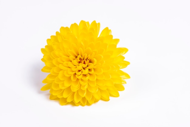 Yellow chrysanthemum isolated on black background