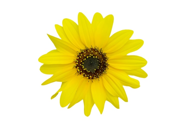 Yellow chrysanthemum isolated on white