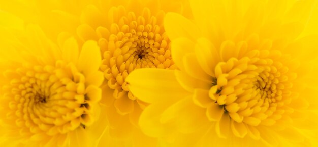 Yellow chrysanthemums background