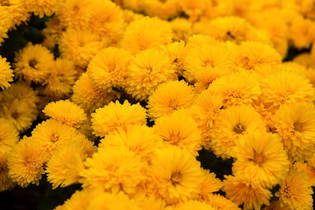 Yellow chrysanthemums bloom closeup in the garden