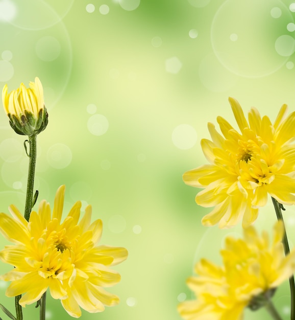 Yellow chrysanthemums on a blurred background