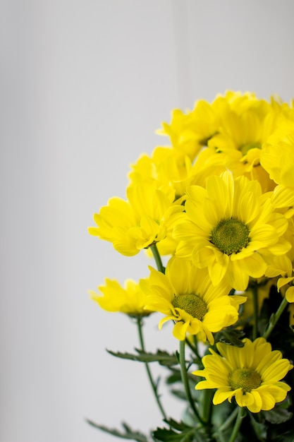 Желтые хризантемы в букете на разном фоне. Фото высокого качества