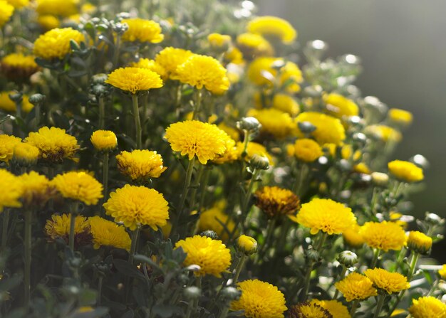 Yellow chrysanthemums in a flower garden on a sunny day