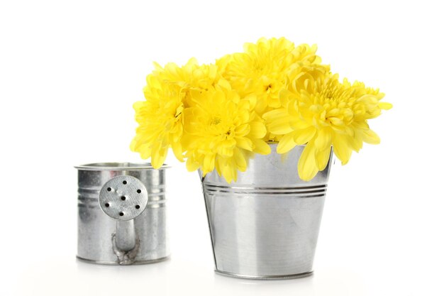 Yellow chrysanthemums in a pail