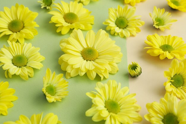 Yellow chrysanthemums on two tone background, close up.